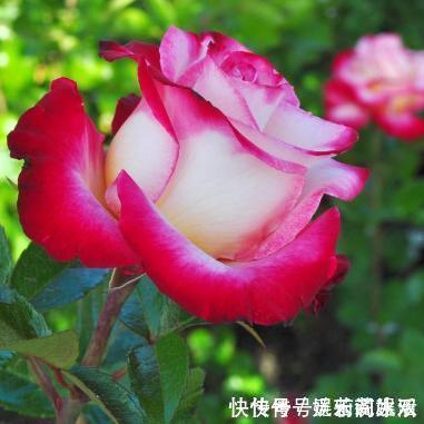 牡丹花|这种花在农村到处都是,却是有钱人最爱养的盆栽,不仅招财还养人