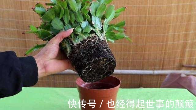 蟹爪兰干瘪瘪别急!就用2招,叶片杠杠厚,油绿锃亮花爆满