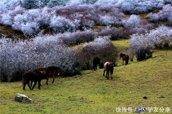 雅安多个景区下雪了！美景、美食一样也不少