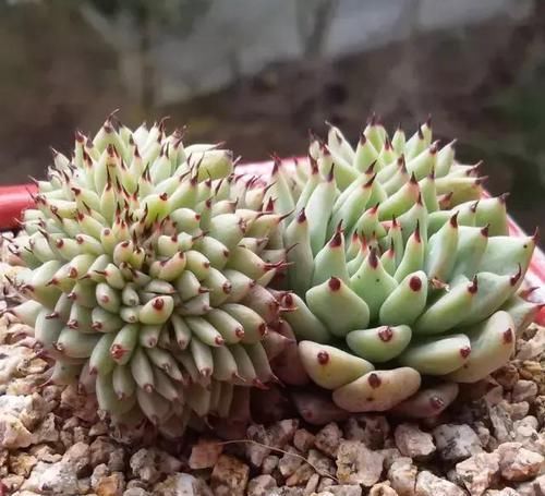 刚入坑养多肉,怕盆栽夭折,日常打理该注意这些,以防黑腐伤亡