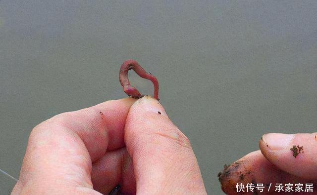 活饵|冬季野钓大鲫鱼,活饵更给力,如果蚯蚓不上鱼,还可以试试这两种