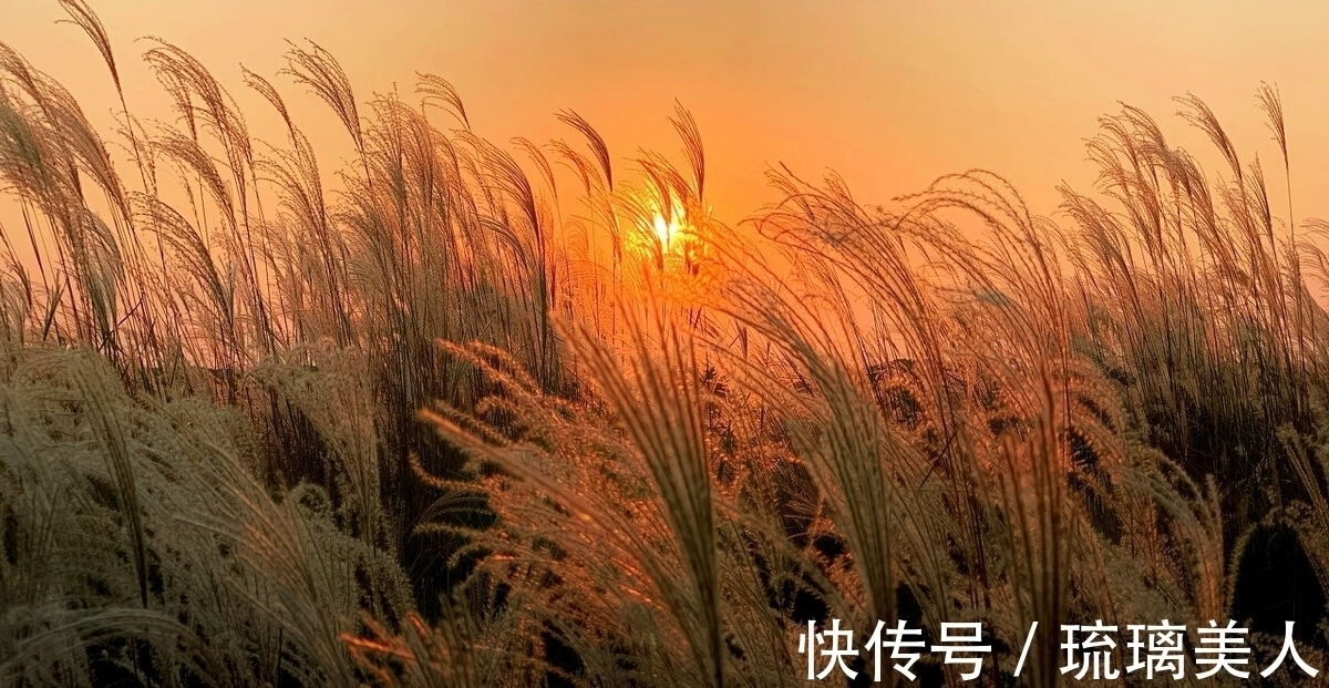 岁月静好&两首荻花秋诗词,一首静好,一首情深,你喜欢哪一首