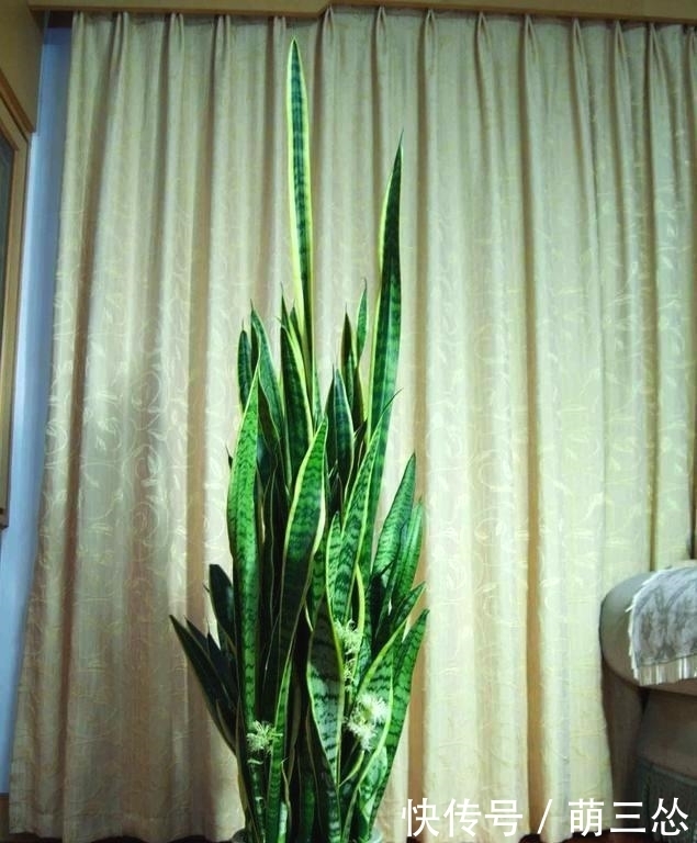 虎皮兰长的慢,只要浇水加点它,叶片肥厚绿油油,蹭蹭疯长2米高