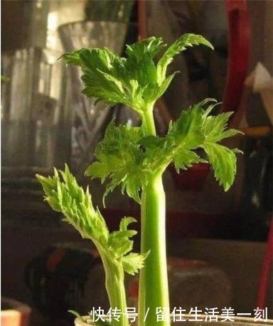 5种吃剩的菜根别丢，种出漂亮的小盆栽，不花一分钱，比花还漂亮！