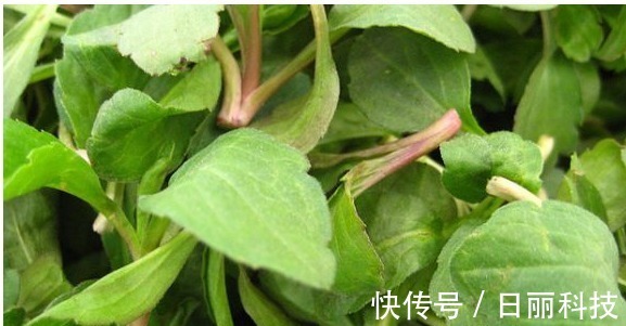 面条菜|农村以下2种野菜,不仅营养价值高,还能润肺止咳、凉血止血
