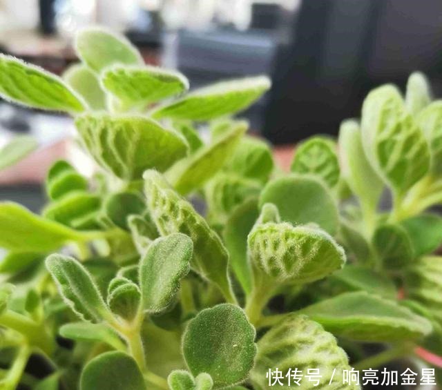 家里碰碰香没味道那是这4点没做好,不然香飘满屋!