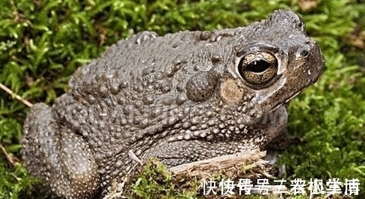 蟾衣|农村有一种动物, 农民们看到都要绕着走, 但却全身都是宝贝!