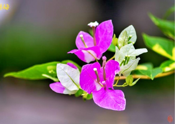 喜欢三角梅，不如养“珍品”金心双色，心如金丝，开花爆盆成花树