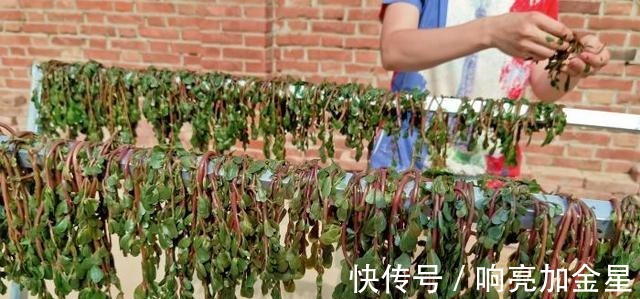 酵母粉|秋季遇到这菜，我从不手软，囤上30斤，冬天炖肉蒸包子吃，特别香！