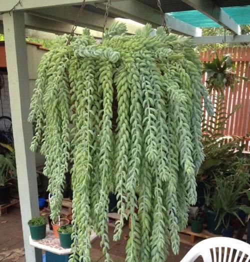  叶子|多肉玉缀怎么养？掌握“4点”，一簇簇的叶子将长得又密又粉嫩