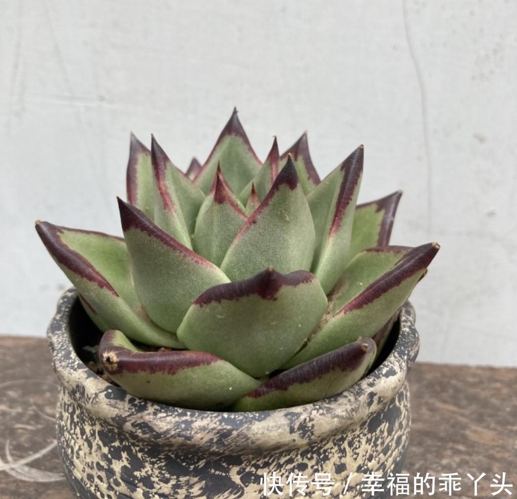 多肉掉叶子的原因,新手要注意