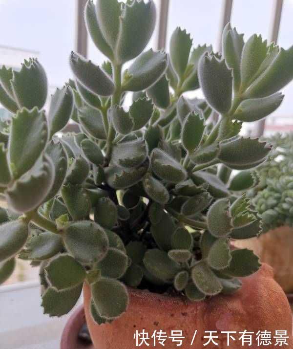 养好熊童子,关键有“2点”,叶子越长越多,又萌又美