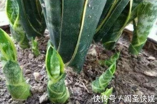 家里的“垃圾”不要扔，教你自制3种肥料，不花钱也能养爆盆