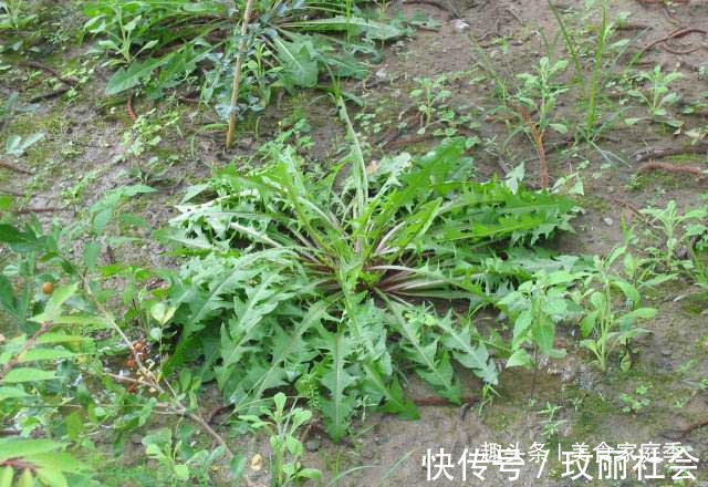 好吃|农村“超好吃”的5种野味,用来做菜特别香,但经常被误认成野草