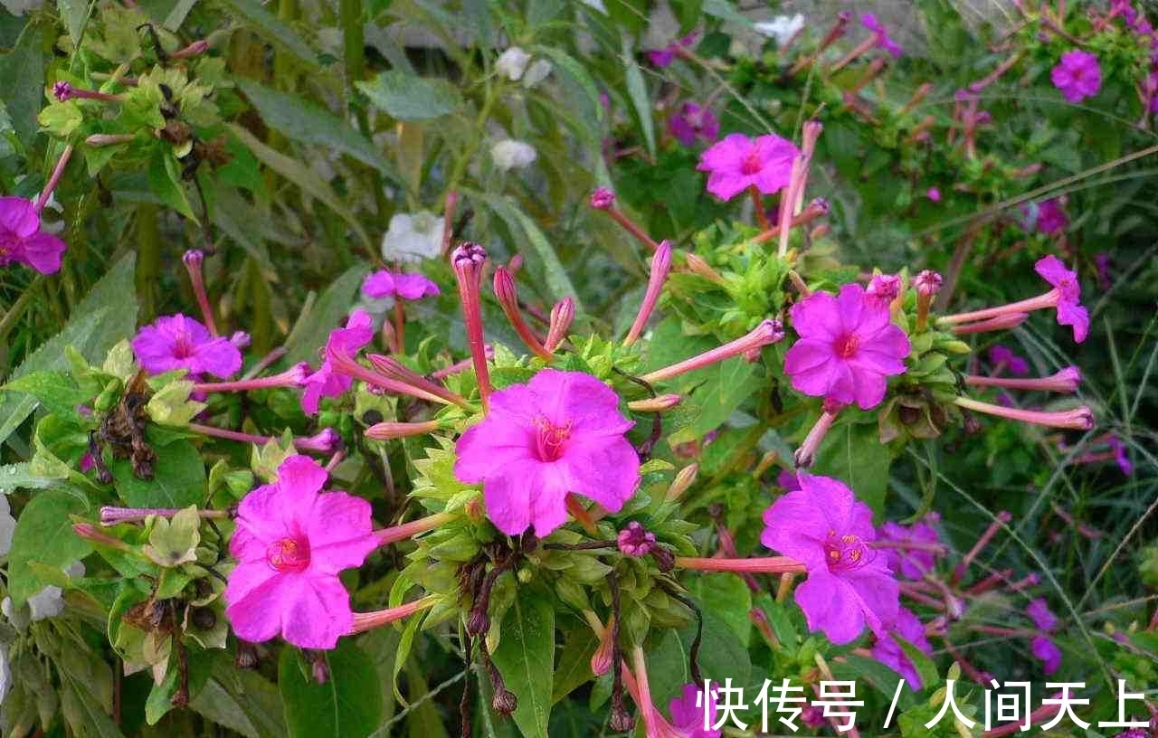 子宫|女性常用此花泡水，坚持半月，活血调经，子宫越来越干净皮肤细腻