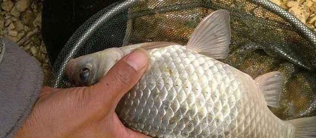 钓位|30年钓龄老钓友水库钓鱼,为何管理员说“您老以后别来了”