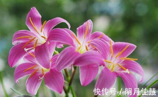 花园|让人喜欢的4种花，种植容易，全年开花，花量丰富，阳台变花园