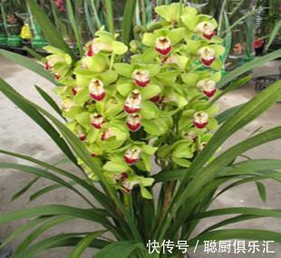 养花盆底下放这几样东西，排水透气还能够为花草提供充足营养