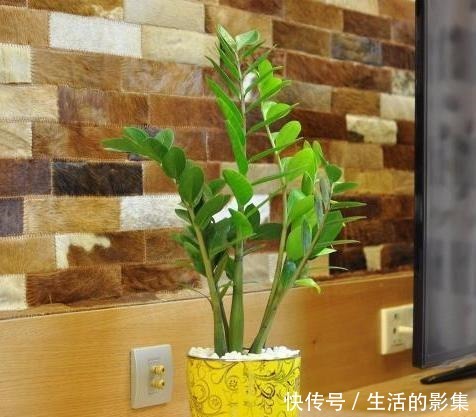 想养“镇宅树”就选它们,摘下叶片埋土里,蹭蹭长成幼苗盆栽!