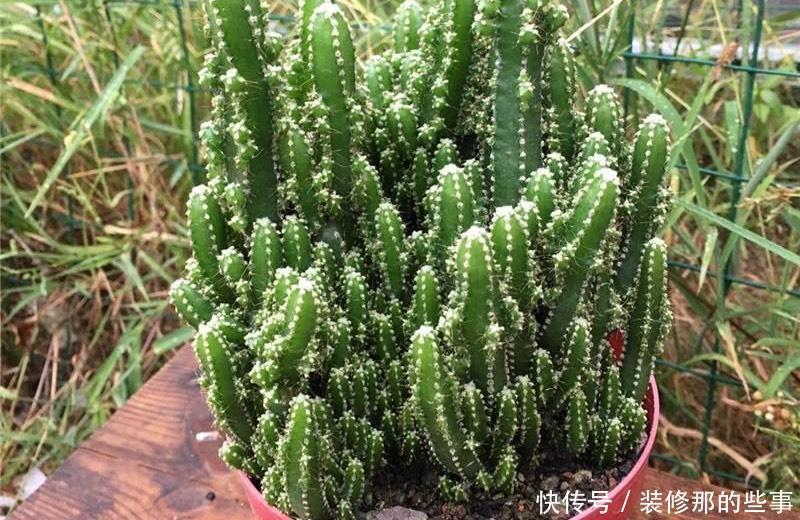 干旱|耐干旱的3种小盆栽,不用浇水不用管,养着养着就泛滥了