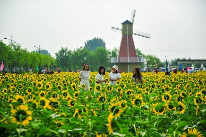 花海|六万株向日葵花开！济南这处免费花海等你来打卡