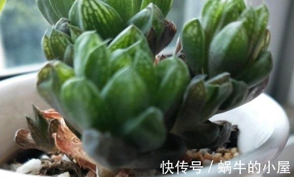 叶子|拯救病态的多肉，这3种问题，经常遇到，不加以改善，全部死翘翘