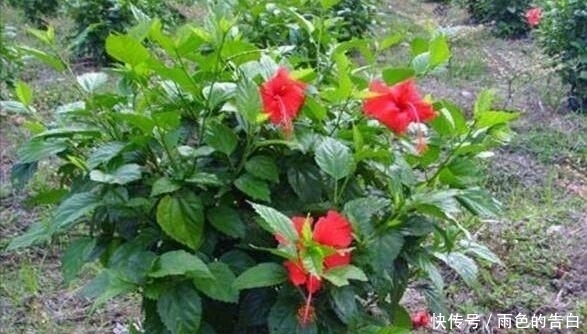 这6种花,花期超长,养一盆在家,4季有花赏,真正的盆栽佳品!