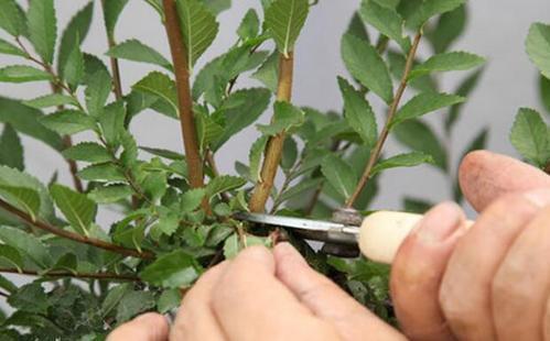 秋季“修枝”很重要，千万不能舍不得，4种方法学会一种就行了