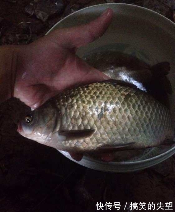 男人|男子野外无意钓出来这么大的鲫鱼，回家后得知真相后赶紧放生