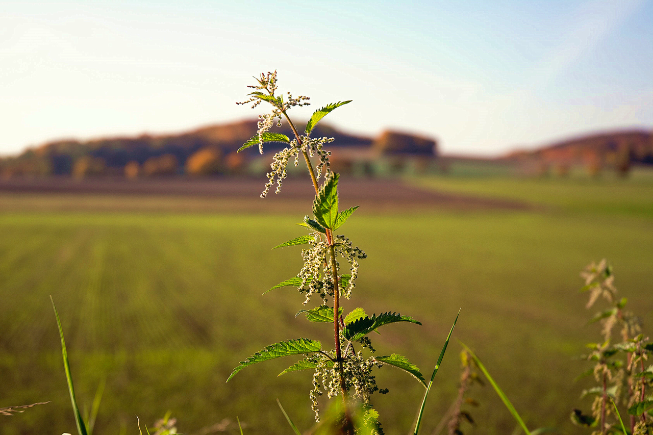 假期旅行纪念册,花市灯如昼,旅途中的年味与风景|捷映 | 金花