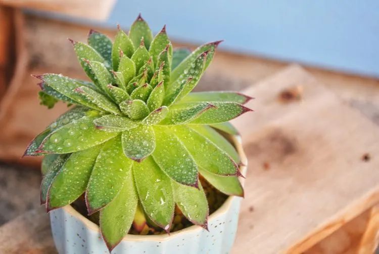 面朝大海的多肉们，在四季变迁中生生不息！