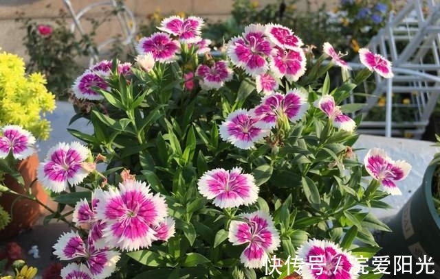 这种花不怕冷不怕晒,沾土就能活,每年开花挤爆盆