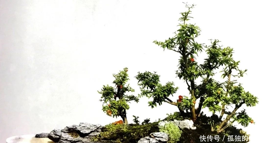 树桩造型是保留双干、三干还是多干,还得树桩自己说了算!