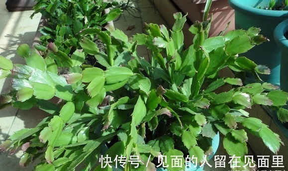 蟹爪兰开花少,两句话就搞定,一连开花几个月,开到爆盆