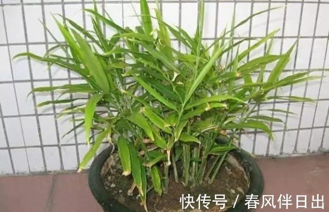 红薯叶|在阳台种上6种蔬菜，一年能省几百块菜钱，你了解嘛