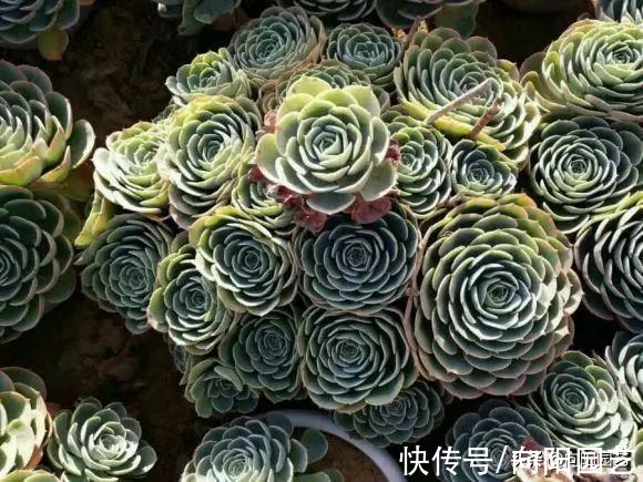 花盆|适合新手养的10种多肉，春天温度高，发根快，不怕养不活