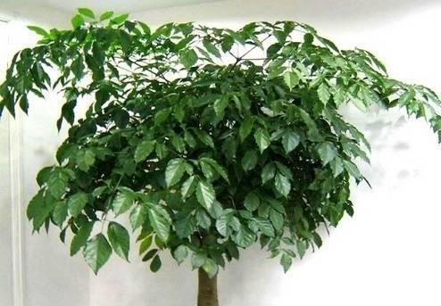 聚财|适合养在客厅的3种花,越养越“聚财”,关键净化甲醛能力强