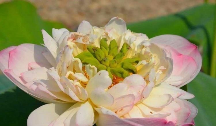 重瓣花中的佼佼者，3种特殊的复色花，开花后实在惊艳夺目