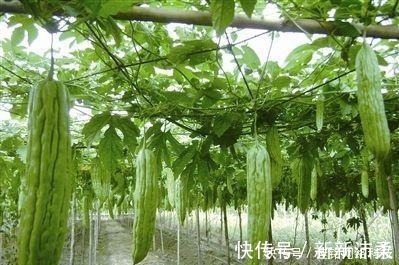 苦瓜的“苦源”取决于这个地方，只要切掉苦瓜就不苦，赶快学一学