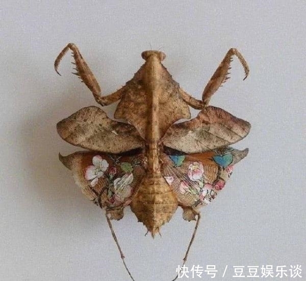 螳螂@美术大神太无聊,昆虫身上画小画,看到莲花螳螂,这脑洞绝了!