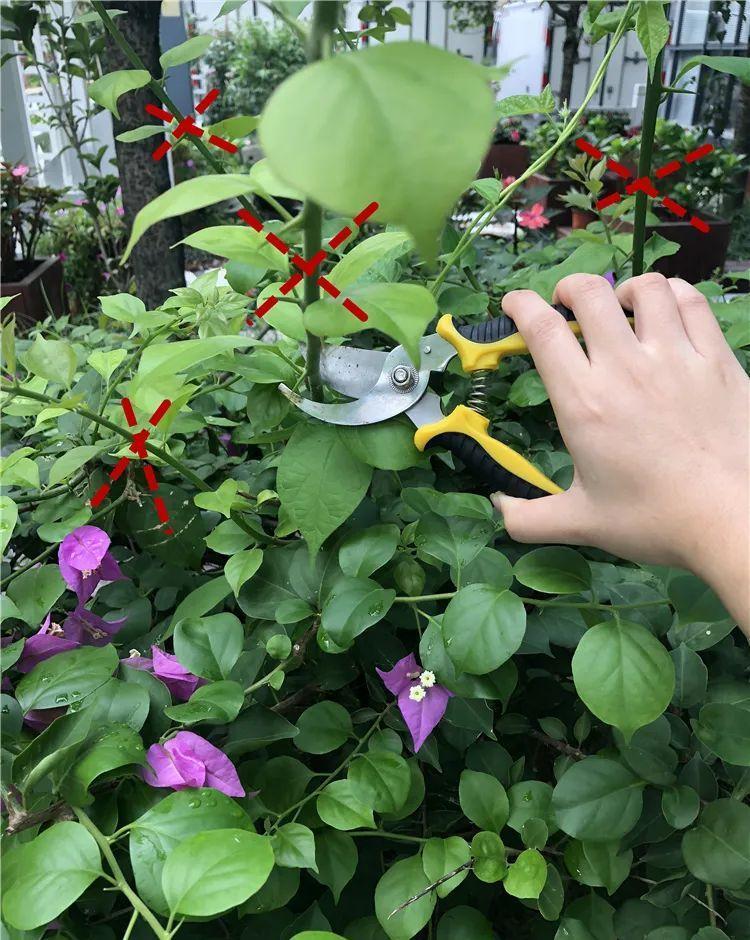 10种花,现在抓紧剪,更抗冻、好过冬!