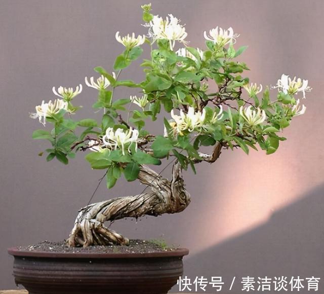 金银花|注重养生之人都养4种花，养花等于“养身体”，好养又好看