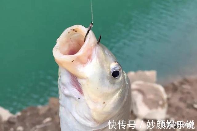 挂法|玉米如何挂钩命中率更高?挂钩方法并不重要,鱼钩才是重点