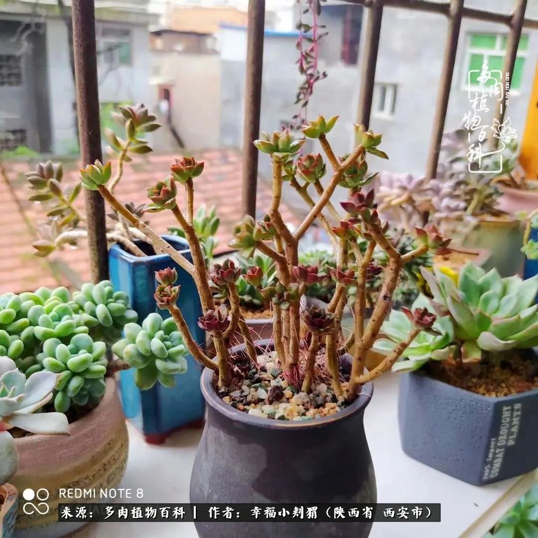 时光荏苒，种肉赏肉已成了生活中不可缺少的一部分！