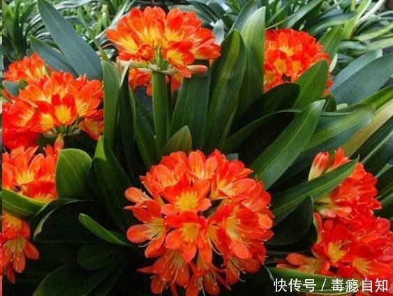 君子兰养了好几年,就是不开花,用了这个小技巧,一下开了几十朵!