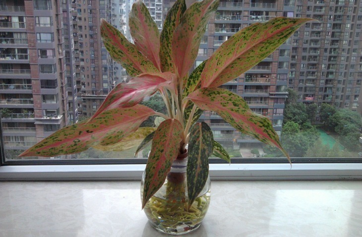 菌灵|入坑看看别人是怎么用多菌灵、磷酸二氢钾、阿司匹林养花吧!