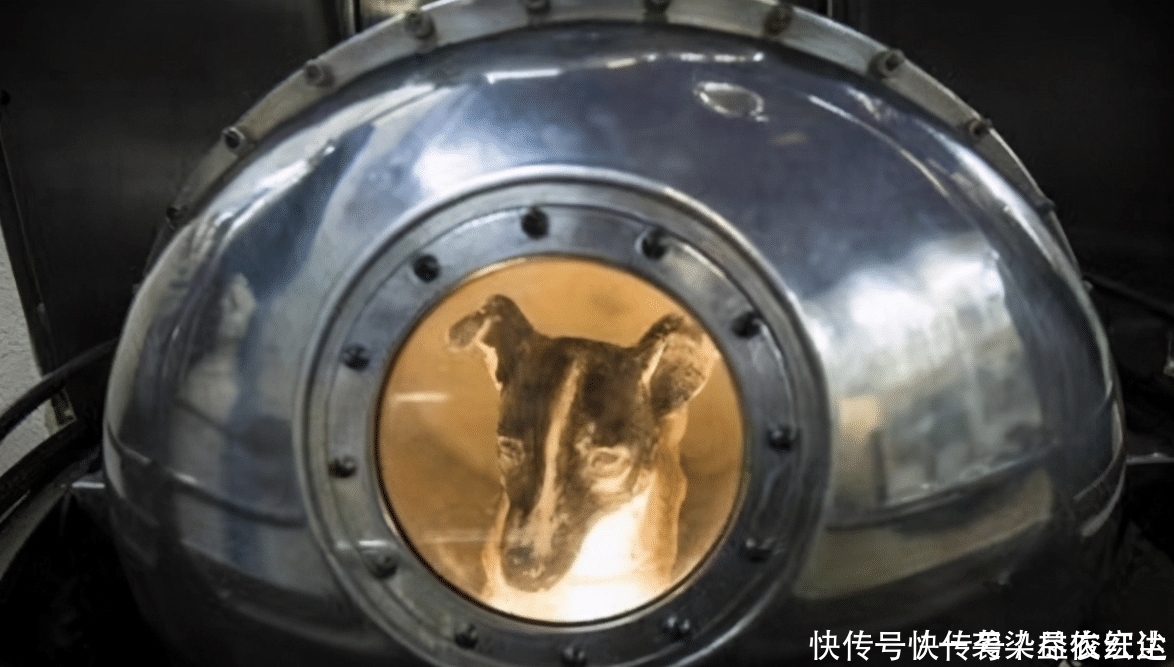 人类 苏联曾把一只三岁小狗送进太空，63年了，如今还在地球轨道流浪