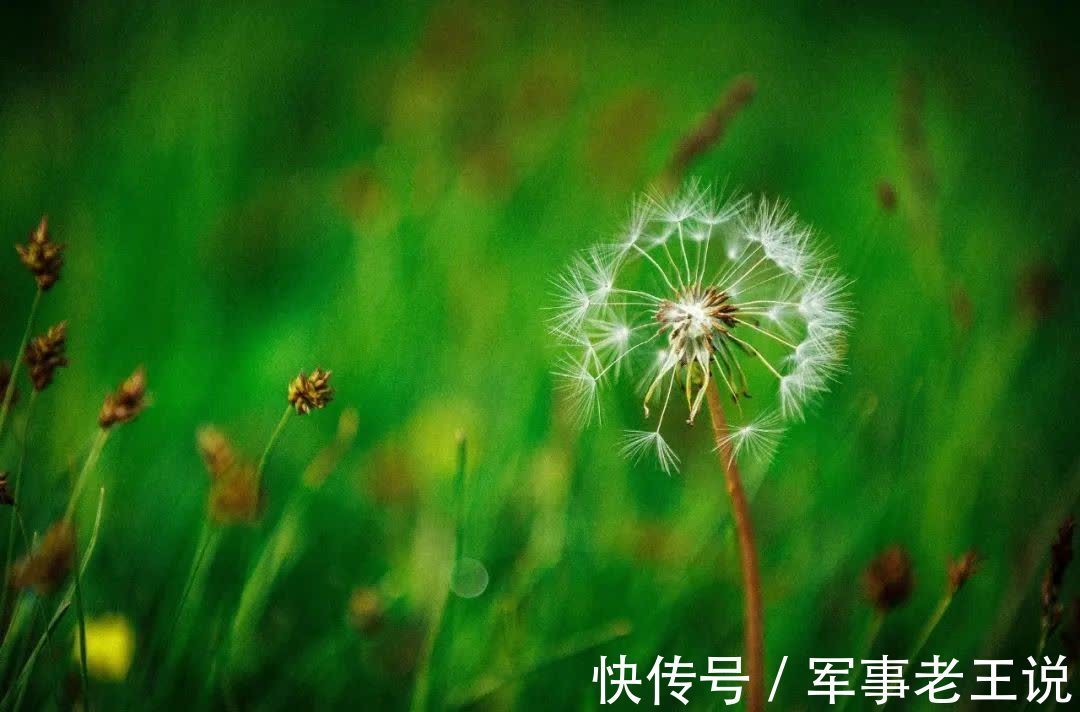 宿新市徐公店#杨万里最经典的10首诗词,映日荷花,午梦扁舟,读一次治愈一次