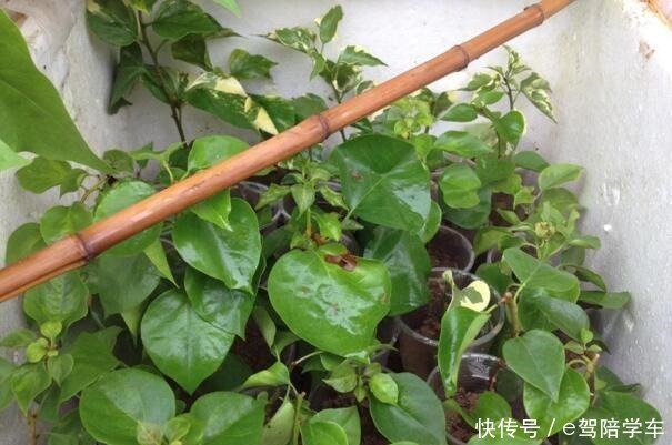 6种花最适合春天“扦插”，7－10天就生根，好活，长得快！