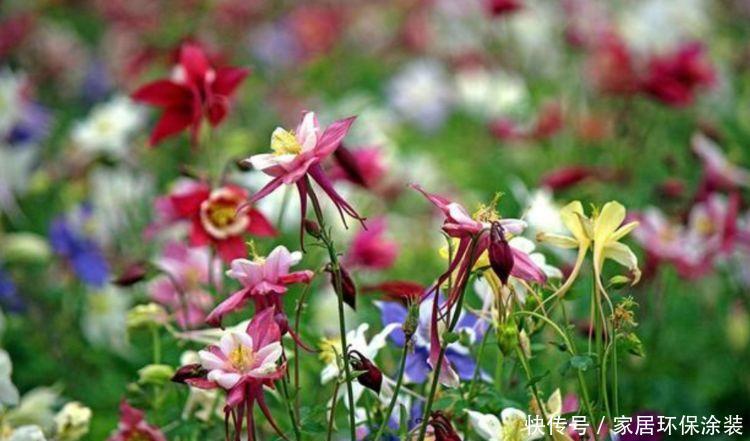 家养此款花卉，花大色艳胜玫瑰，开花勤还爱爆盆，美